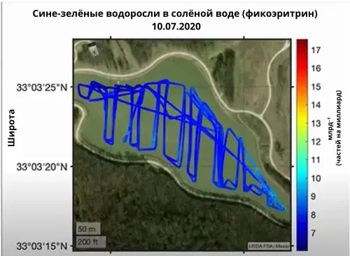 Сине зелёные водоросли в солёной воде фикоэритрин 20201007